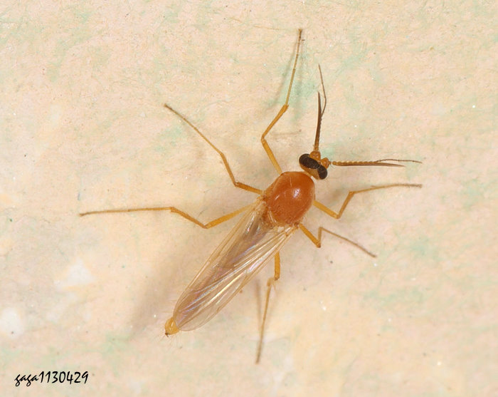   Ceratopogonidae