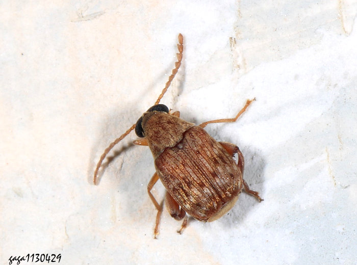 ȦXwHAcanthoscelides macrophthalmus