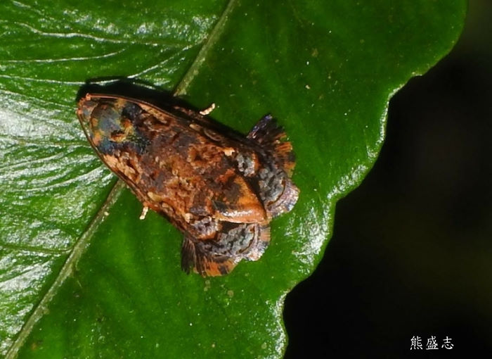  ݤp Phaecasiophora caryosema