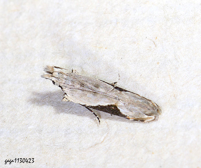 ZHypatima rhomboidella