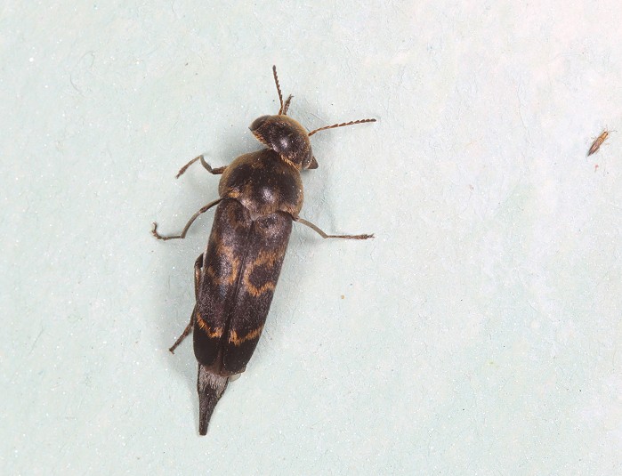 iaD Glipa  sp.