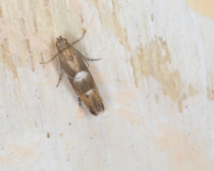 J͸ Glyphipterigidae