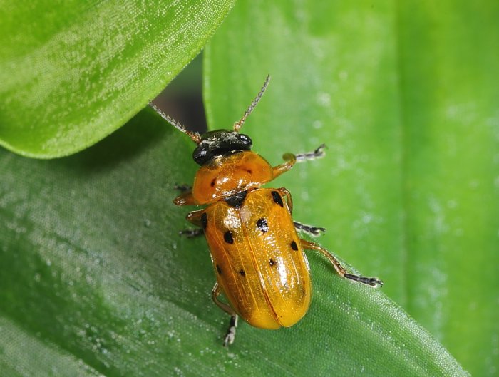 八星長筒金花蟲Smaragdina octomaculata