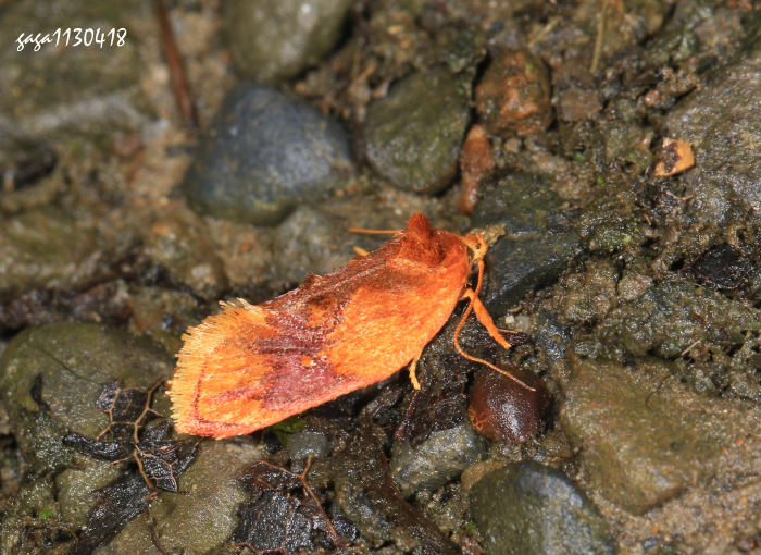 ݷ  Aeolanthes erythrantis 