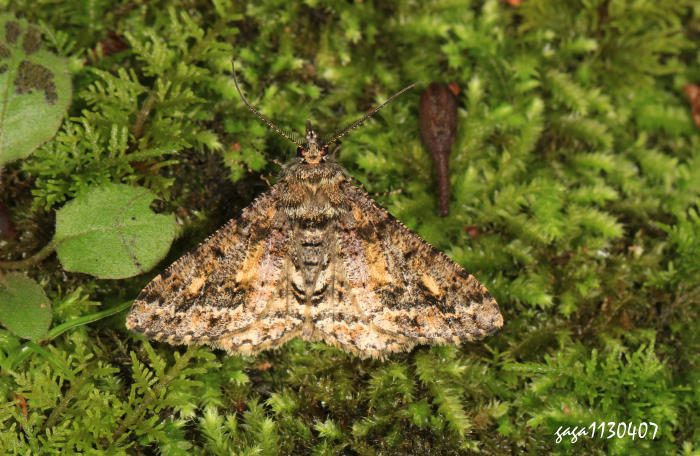 tظ Alcis variegata subochrearia