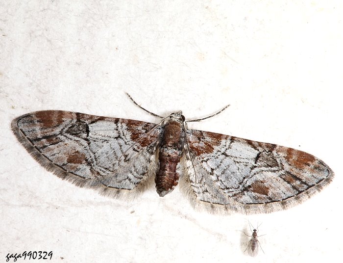 xWyGظ Eupithecia taiwana