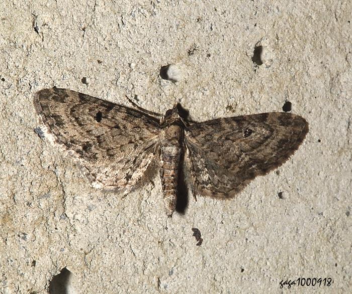 XyGظ Eupithecia blandula