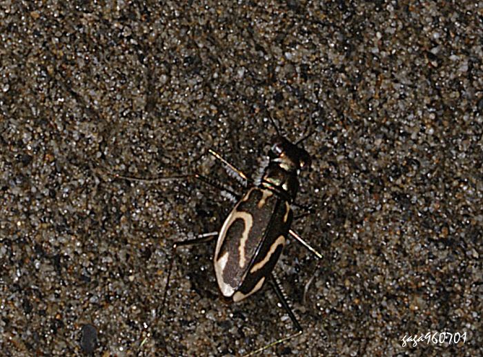 暗色錨紋虎甲蟲