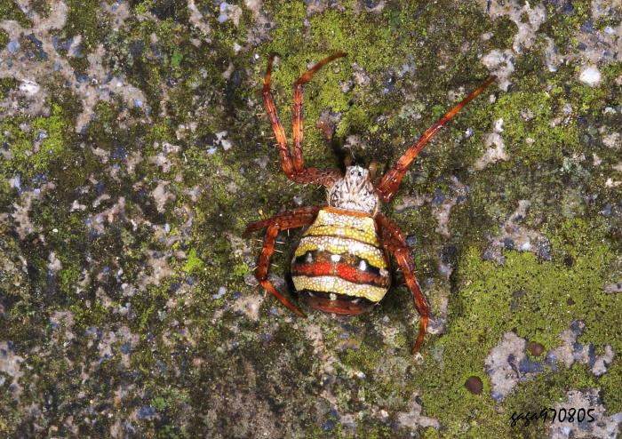 pΪ Argiope minuta