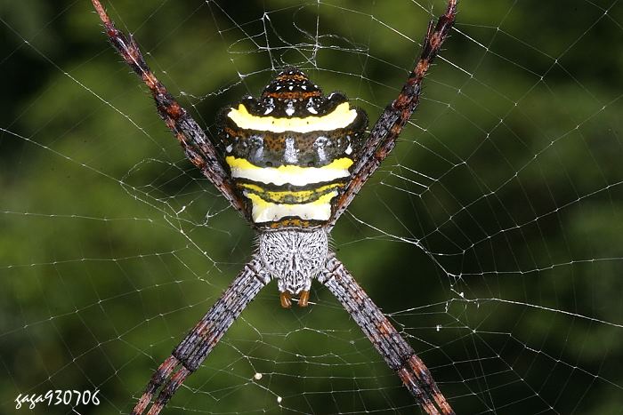 Argiope aetheroides 