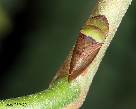 片頭葉蟬屬 Petalocephala sp.