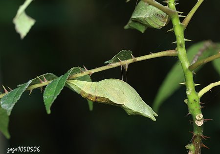 烏鴉鳳蝶 蛹