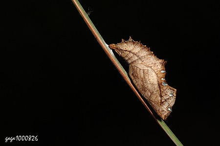黑端豹斑蝶蛹