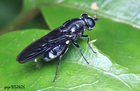 Adoxomyia sp.