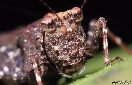 菱蝗Bolivaritettix sikkimensis