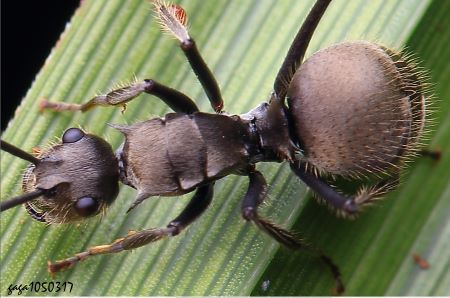 棘山蟻