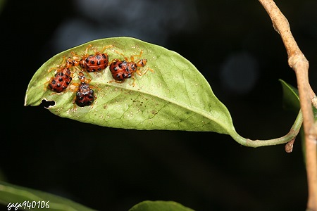 黑點捲葉象鼻蟲 Agomadaranus pardaloides