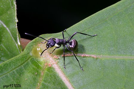 黑棘山蟻