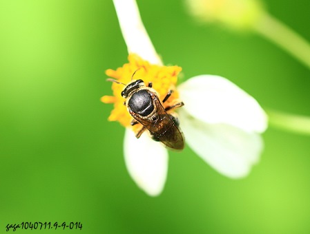 切叶蜂 拟态青条花蜂