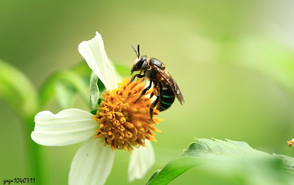 拟态青条花蜂的切叶蜂 