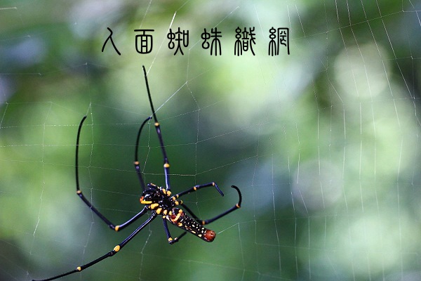 人面蜘蛛織網