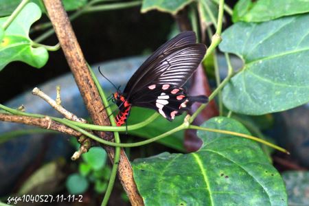 紅紋鳳蝶產卵