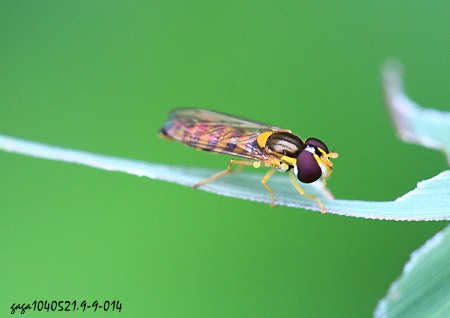 食蚜蝇 