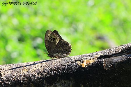 永澤黃斑蔭蝶 