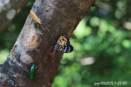黃斑蛺蝶