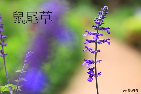 紫雲鼠尾草