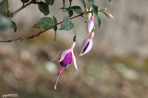  Fuchsia hybrida 