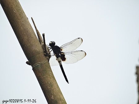 黃紉蜻蜓 雄