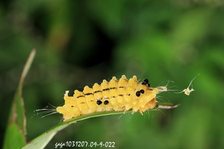 台灣螢斑蛾 幼蟲