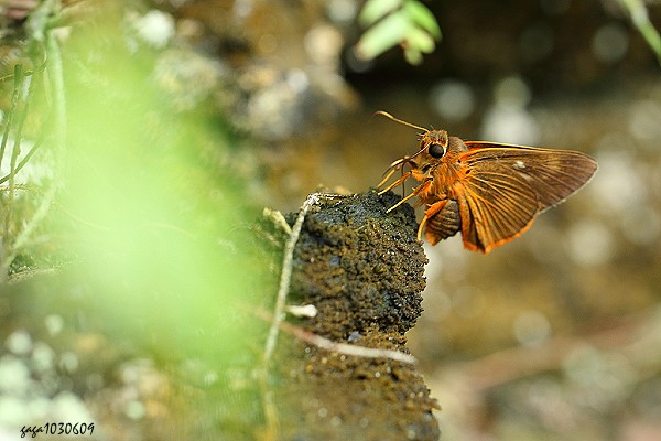 橙翅傘弄蝶
