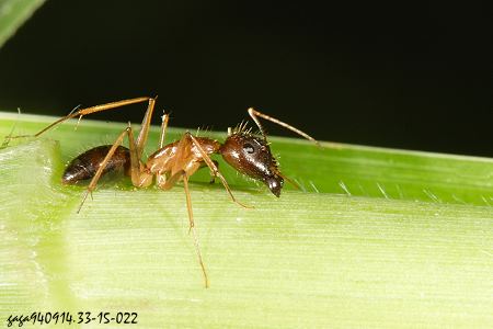 矛巨山蟻 