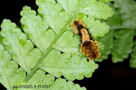 臺灣茶斑蛾，幼蟲