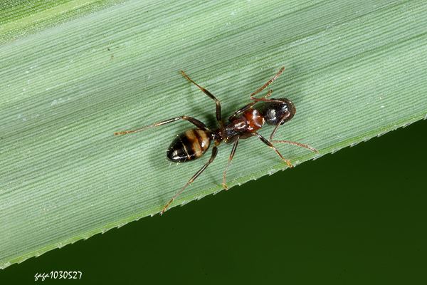 巨山蟻屬 Camponotus subbarbatus 