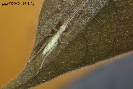 斑角树蟋  终龄若虫