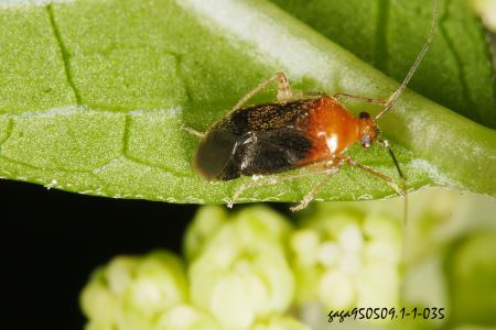 Koreocoris bicoloratus 
