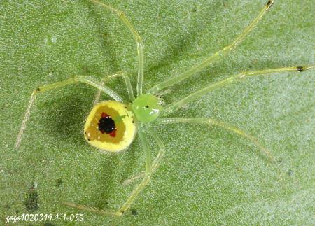 斑點金姬蛛 Chrysso foliata 