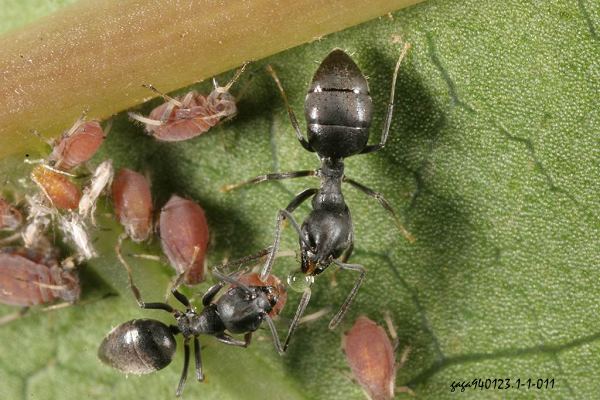 螞蟻分食蜜露