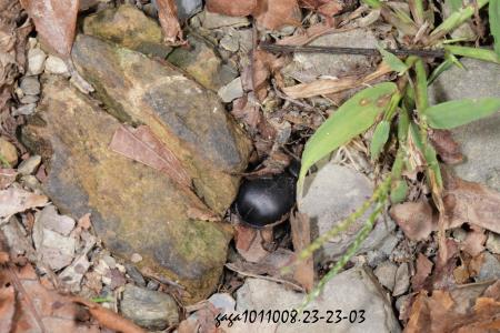 黑糞金龜