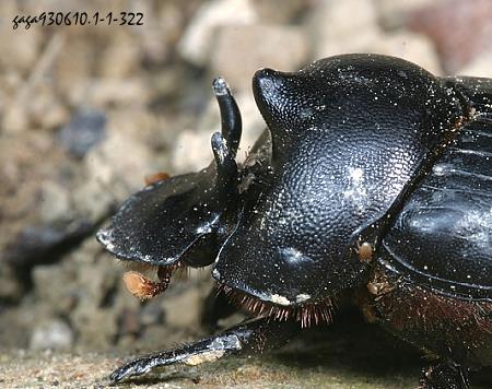 Onthophagus(parascatonomus) tricornis
