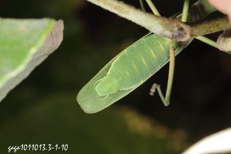 宽腹螳螂，雄