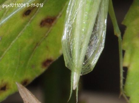 Oecanthus sinensis 