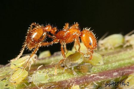 大頭家蟻屬 Pheidole sp.