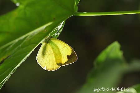 台灣黃蝶