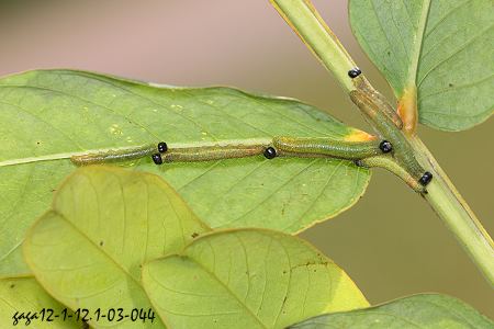 台灣黃蝶，幼蟲