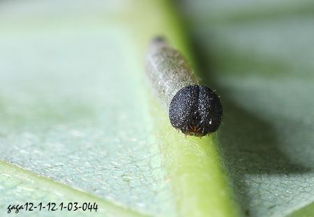 台灣黃斑蛺蝶  幼蟲