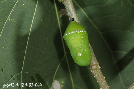 淡紋青斑蝶，蛹